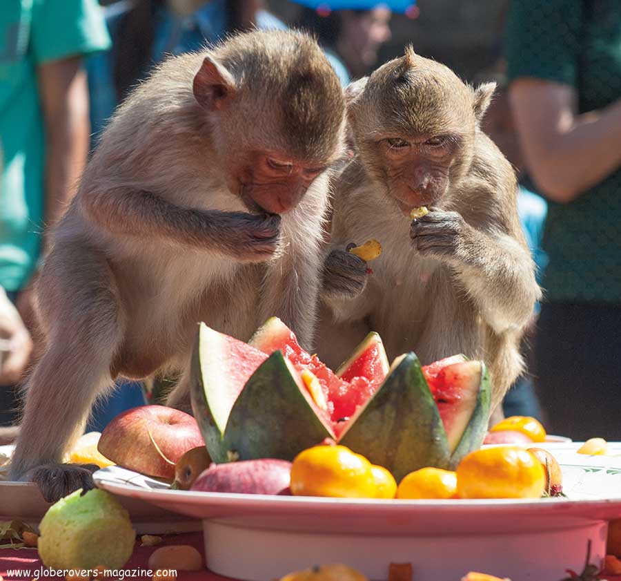 Lopburi Monkey buffet festival, thailand