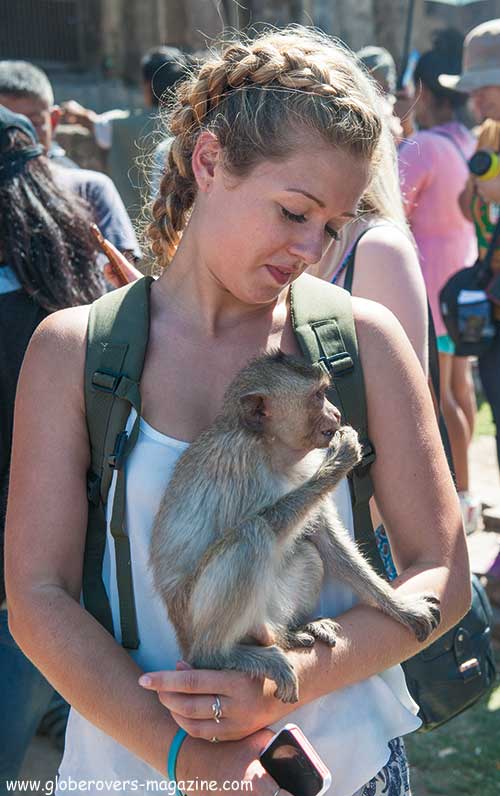 Lopburi Monkey buffet festival, thailand