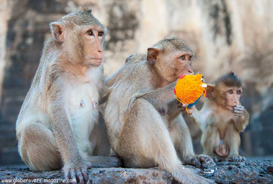 Lopburi Monkey buffet festival, thailand