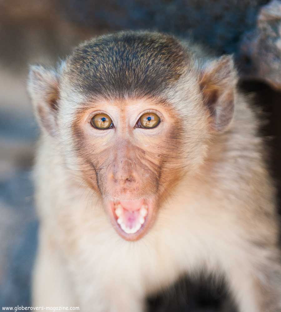 Lopburi Monkey buffet festival, thailand