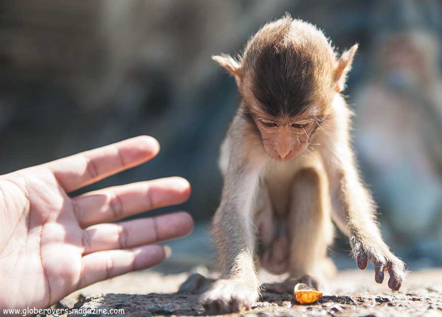 Lopburi Monkey buffet festival, thailand