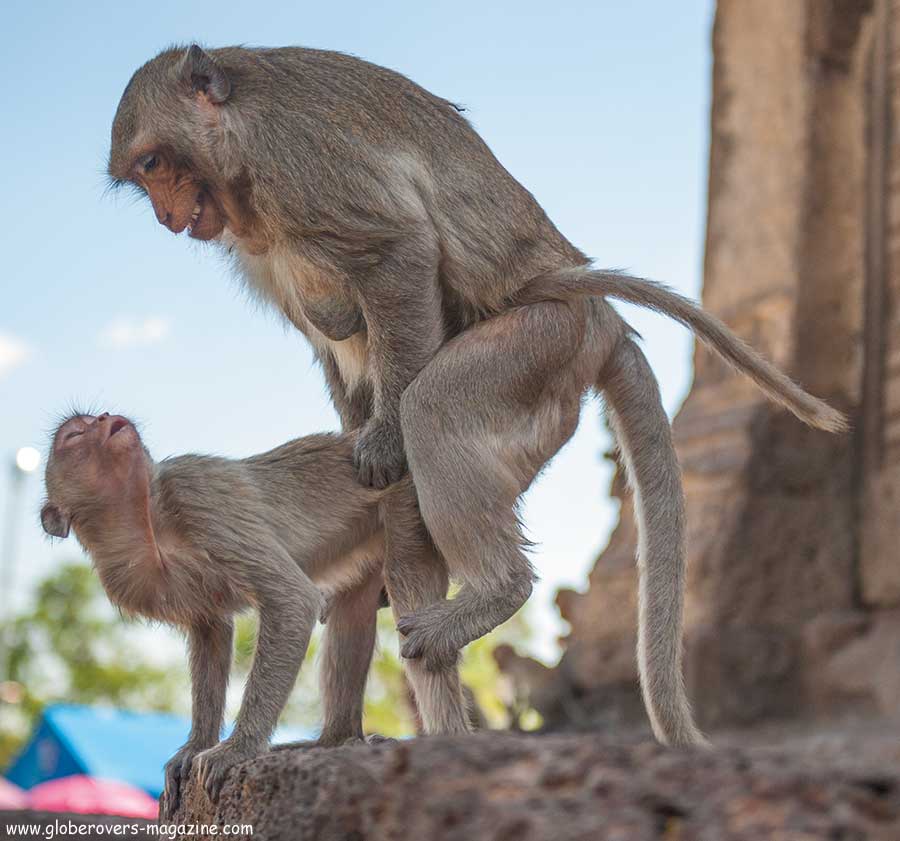 Lopburi Monkey buffet festival, thailand