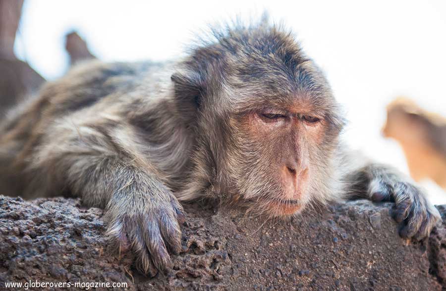 Lopburi Monkey buffet festival, thailand