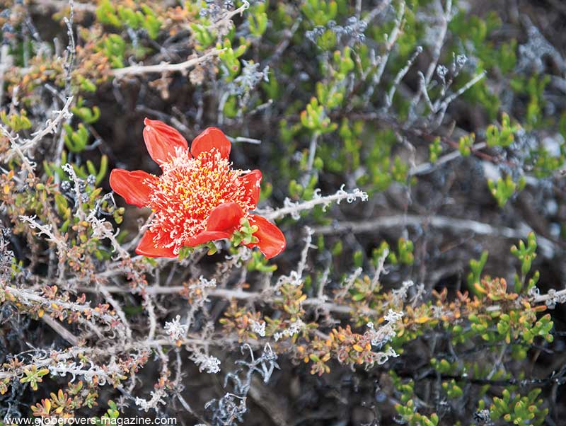 gansbaai hermanus south africa