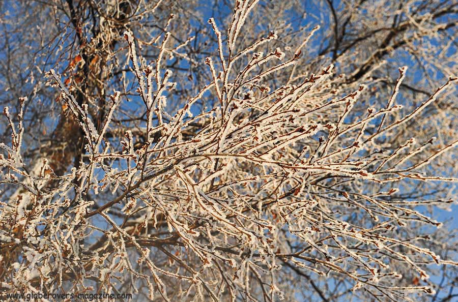 Frozen tree outisde Rovaniemi, northern Finland