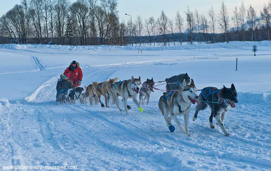 Dog sledding in Lulea, Sweden