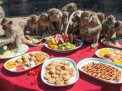 Lopburi Monkey buffet festival, thailand