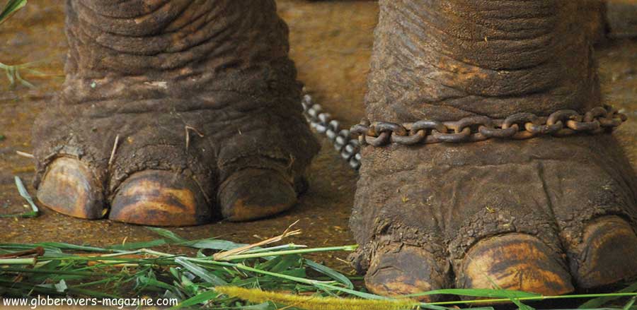 elephants in Thailand