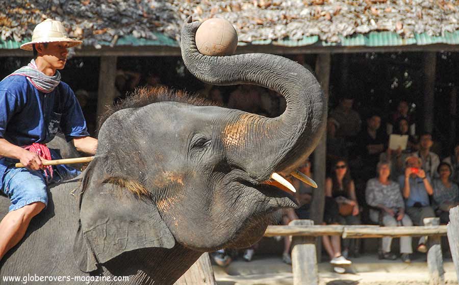 elephant abuse in Thailand
