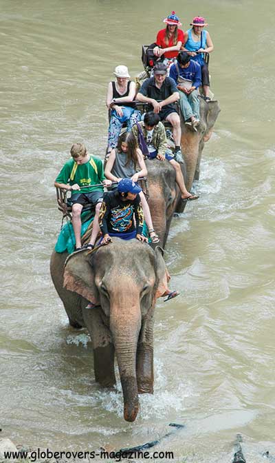 elephant rides in Thailand