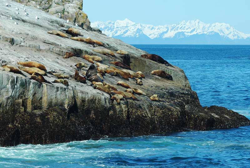 seals, glaciers, alaska, usa, travel 