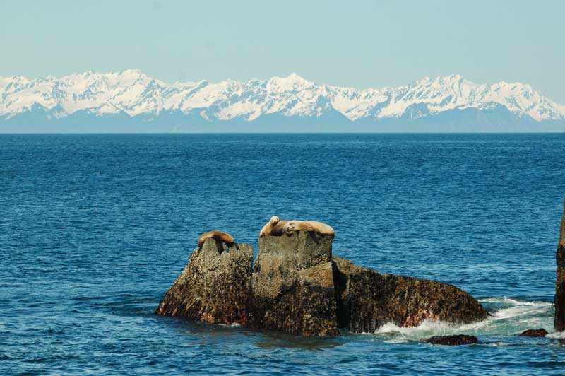 seals, glaciers, alaska, usa, travel 