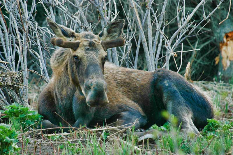 moose, seals, glaciers, alaska, usa, travel 