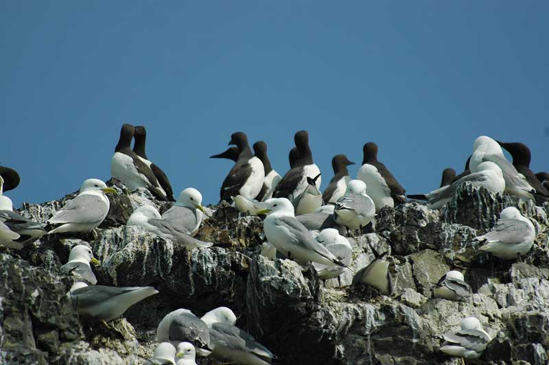 birds glaciers, alaska, usa, travel 