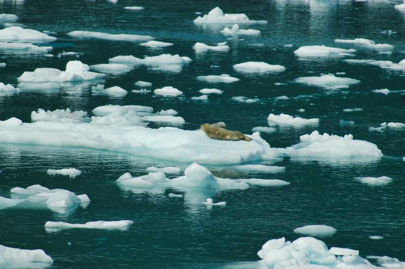 glaciers, alaska, usa, travel 