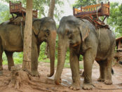 elephants laos