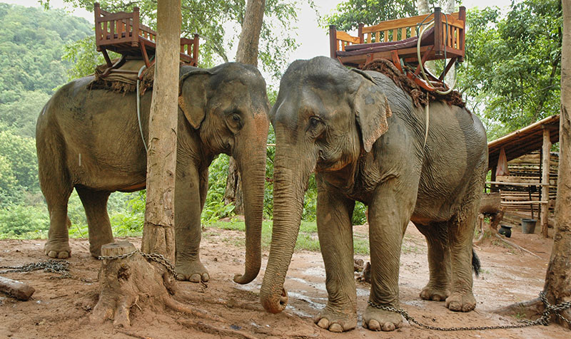 elephants laos