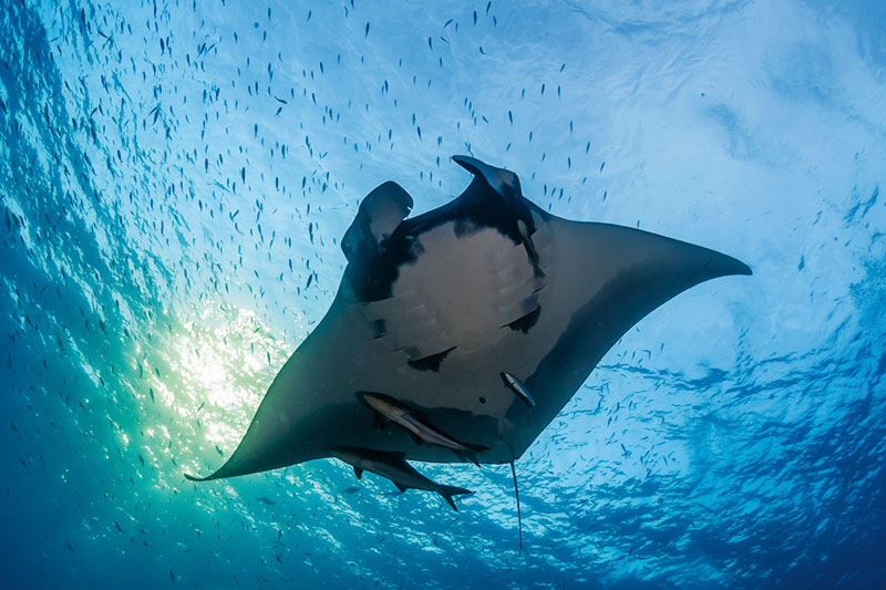 Juan Gallardo diving myanmar