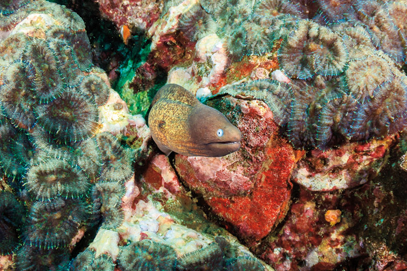 Juan Gallardo diving myanmar