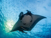 Juan Gallardo diving myanmar