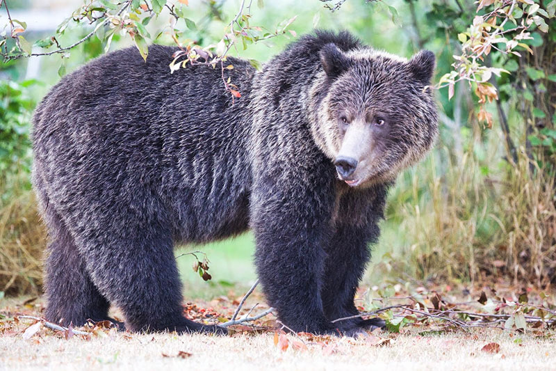 Bella-Coola-Canada-bear-cub-w