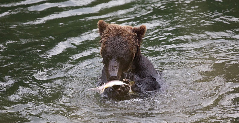 Grizzly-catching-Salmon-Bella-Coola-Canada-w