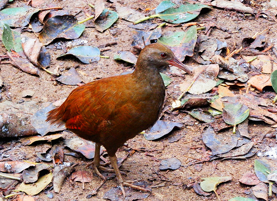 Lord Howe Woodhen