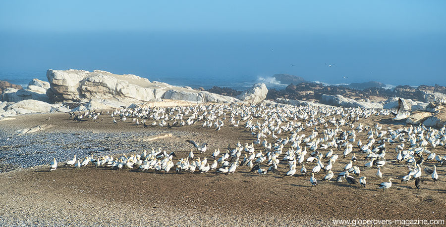 At certain times of the year, tens of thousands of Cape gannets and white-breasted cormorants breed on Bird Island. Today was not a busy day! 
