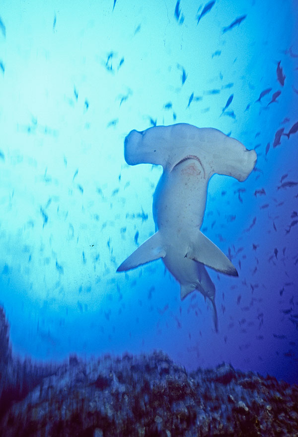 Hammerhead Shark, Cocos Island