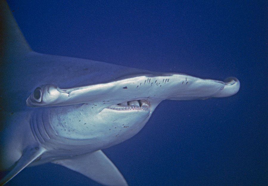 Hammerhead Shark, Cocos Island