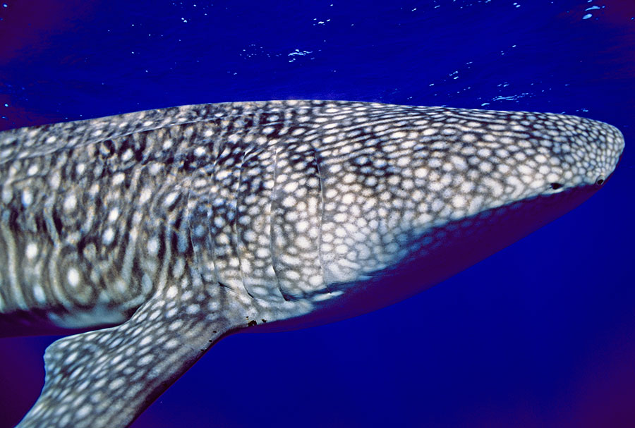 Whale Shark, Cocos Island