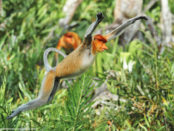 Labuk Bay Proboscis Monkey Sanctuary, Borneo, Malaysia