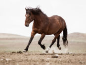 Saving the Iconic Wild Horses of the American West