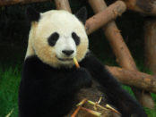 Panda at Chengdu Research Base Of Giant Panda Breeding, Sichuan, CHINA