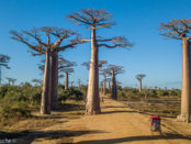 David Van Driessche, Madagascar