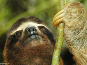 Brown-throated Three-toed Sloth, Gandoca-Manzanillo Wildlife Refuge, Costa Rica