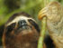 Brown-throated Three-toed Sloth, Gandoca-Manzanillo Wildlife Refuge, Costa Rica